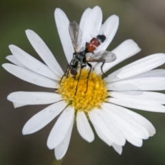 Cylindromyia sp. (genus) (Bristle fly) at Cotter River, ACT - 4 Feb 2018 by SWishart