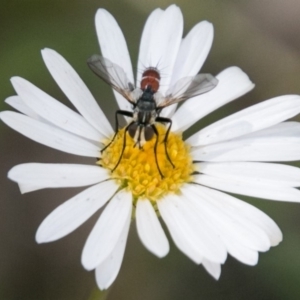 Cylindromyia sp. (genus) at Cotter River, ACT - 4 Feb 2018