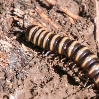 Paradoxosomatidae sp. (family) (Millipede) at Namadgi National Park - 4 Feb 2018 by SWishart