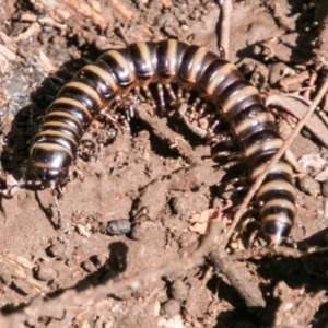 Paradoxosomatidae sp. (family) at Cotter River, ACT - 4 Feb 2018