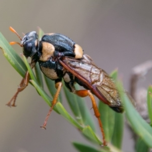 Perga sp. (genus) at Cotter River, ACT - 4 Feb 2018