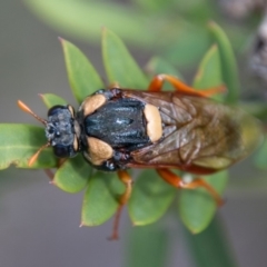 Perga sp. (genus) at Cotter River, ACT - 4 Feb 2018 03:38 PM