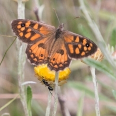 Geitoneura klugii (Marbled Xenica) at Cotter River, ACT - 4 Feb 2018 by SWishart