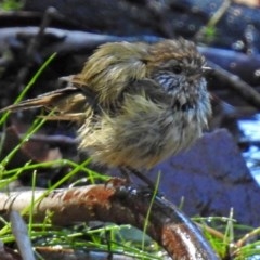 Acanthiza lineata (Striated Thornbill) at Acton, ACT - 29 Mar 2018 by RodDeb