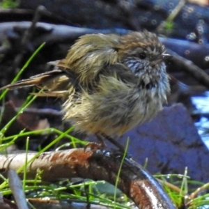 Acanthiza lineata at Acton, ACT - 29 Mar 2018