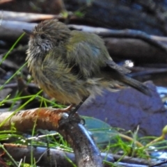 Acanthiza lineata at Acton, ACT - 29 Mar 2018