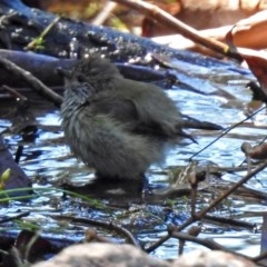 Acanthiza lineata at Acton, ACT - 29 Mar 2018