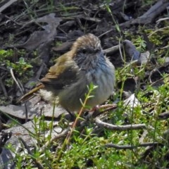 Acanthiza lineata at Acton, ACT - 29 Mar 2018