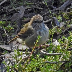 Acanthiza lineata at Acton, ACT - 29 Mar 2018