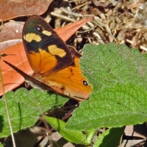 Heteronympha merope at Acton, ACT - 29 Mar 2018