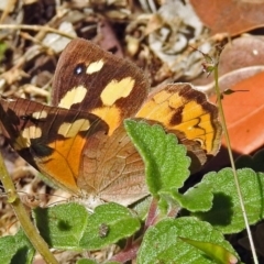 Heteronympha merope at Acton, ACT - 29 Mar 2018 10:19 AM