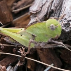 Gastrimargus musicus (Yellow-winged Locust or Grasshopper) at Bimberi Nature Reserve - 4 Feb 2018 by SWishart