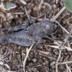 Gastrimargus musicus (Yellow-winged Locust or Grasshopper) at Bimberi Nature Reserve - 4 Feb 2018 by SWishart