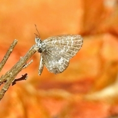 Theclinesthes serpentata (Saltbush Blue) at Acton, ACT - 29 Mar 2018 by RodDeb