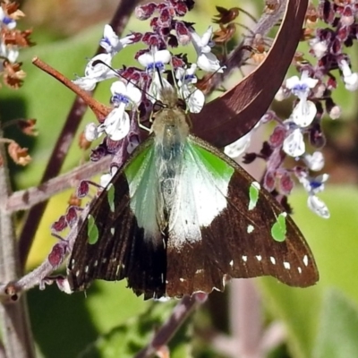 Graphium macleayanum (Macleay's Swallowtail) at Acton, ACT - 29 Mar 2018 by RodDeb