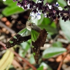 Graphium macleayanum at Acton, ACT - 29 Mar 2018 10:14 AM