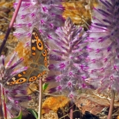 Junonia villida (Meadow Argus) at Acton, ACT - 29 Mar 2018 by RodDeb