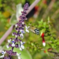 Amegilla sp. (genus) (Blue Banded Bee) at Acton, ACT - 28 Mar 2018 by RodDeb