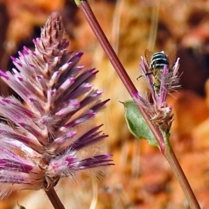 Amegilla sp. (genus) at Acton, ACT - 29 Mar 2018