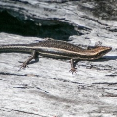 Pseudemoia spenceri (Spencer's Skink) at Cotter River, ACT - 4 Feb 2018 by SWishart