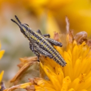 Monistria concinna at Cotter River, ACT - 4 Feb 2018