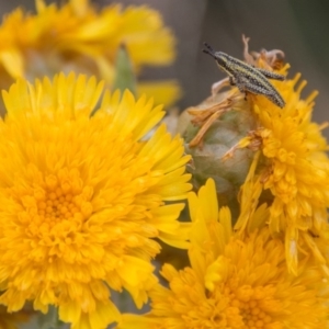 Monistria concinna at Cotter River, ACT - 4 Feb 2018 11:23 AM