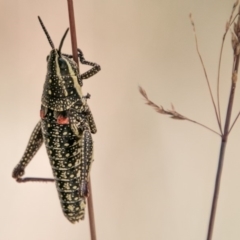 Monistria concinna at Cotter River, ACT - 4 Feb 2018