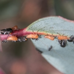 Eurymeloides bicincta at Cotter River, ACT - 4 Feb 2018