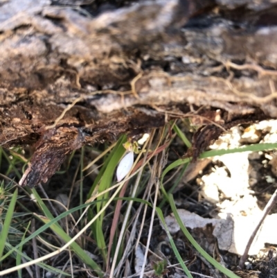 Eriochilus cucullatus (Parson's Bands) at Goorooyarroo NR (ACT) - 30 Mar 2018 by AaronClausen