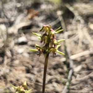 Corunastylis cornuta at Goorooyarroo NR (ACT) - suppressed