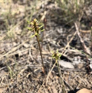 Corunastylis cornuta at Goorooyarroo NR (ACT) - suppressed