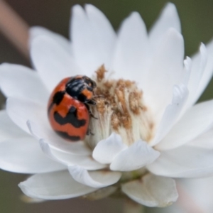 Coccinella transversalis at Cotter River, ACT - 4 Feb 2018 12:07 PM