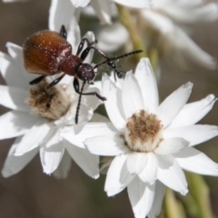 Ecnolagria grandis (Honeybrown beetle) at Cotter River, ACT - 4 Feb 2018 by SWishart