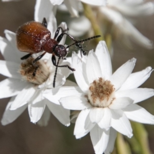 Ecnolagria grandis at Cotter River, ACT - 4 Feb 2018