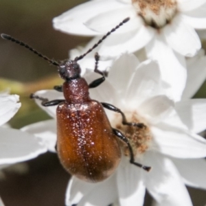 Ecnolagria grandis at Cotter River, ACT - 4 Feb 2018