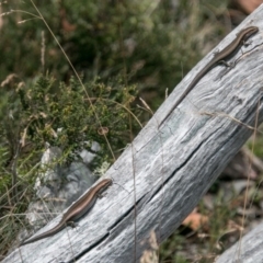 Pseudemoia entrecasteauxii at Cotter River, ACT - 4 Feb 2018