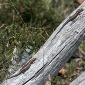 Pseudemoia entrecasteauxii at Cotter River, ACT - 4 Feb 2018