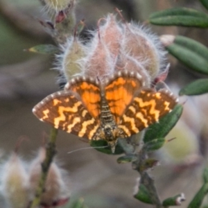 Chrysolarentia chrysocyma at Cotter River, ACT - 4 Feb 2018