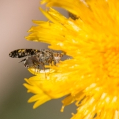 Tephritidae sp. (family) at Cotter River, ACT - 4 Feb 2018