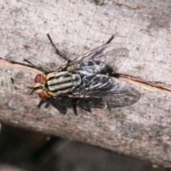 Sarcophagidae (family) (Unidentified flesh fly) at Cotter River, ACT - 4 Feb 2018 by SWishart