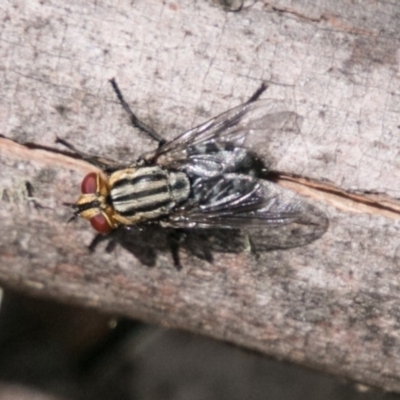 Sarcophagidae sp. (family) (Unidentified flesh fly) at Cotter River, ACT - 4 Feb 2018 by SWishart