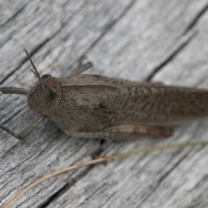 Goniaea carinata at Cotter River, ACT - 4 Feb 2018