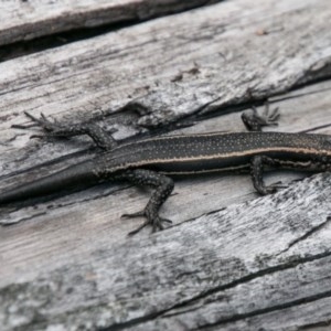 Pseudemoia spenceri at Cotter River, ACT - 4 Feb 2018 01:50 PM