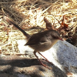 Malurus cyaneus at Aranda, ACT - 29 Mar 2018