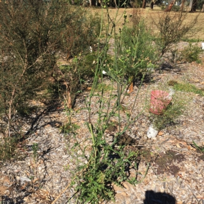 Sonchus asper (Prickly Sowthistle) at Garran, ACT - 31 Mar 2018 by ruthkerruish