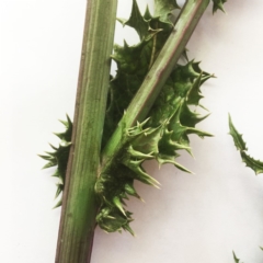 Sonchus asper at Garran, ACT - 1 Apr 2018