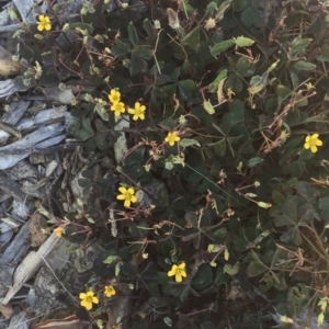 Oxalis exilis at Garran, ACT - 1 Apr 2018 02:50 PM