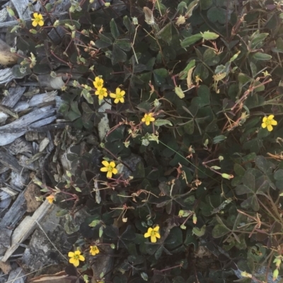 Oxalis exilis (Shady Wood Sorrel) at Garran, ACT - 1 Apr 2018 by ruthkerruish