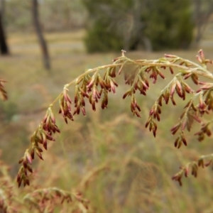 Cassinia sifton at Belconnen, ACT - 25 Mar 2018 11:19 AM