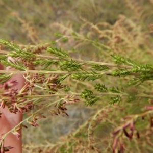 Cassinia sifton at Belconnen, ACT - 25 Mar 2018